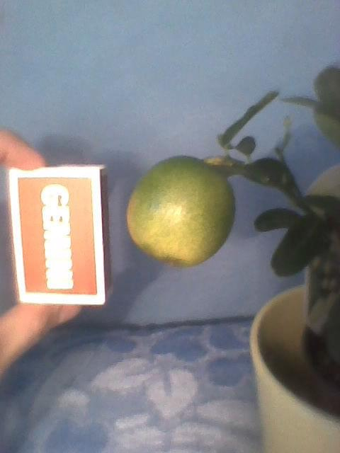 Limonella-porównanie owocu #cytrusy #Limonella