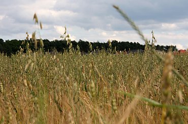 #Bralin #lato #łąki #kwiaty #zboże #owady