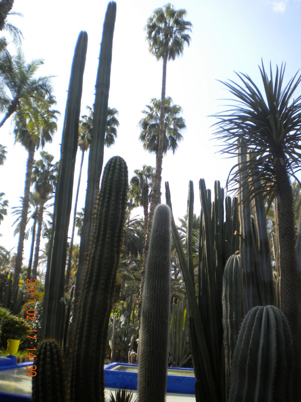 spacer po ogrodzie LAURENTA W mARRAKESZU