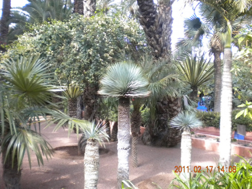 spacer po ogrodzie Laurenta w Marrakeszu