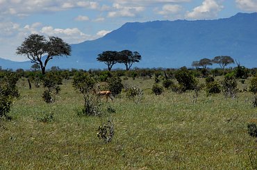 park narodowy Tsawo #Kenia #safari #Tsawo