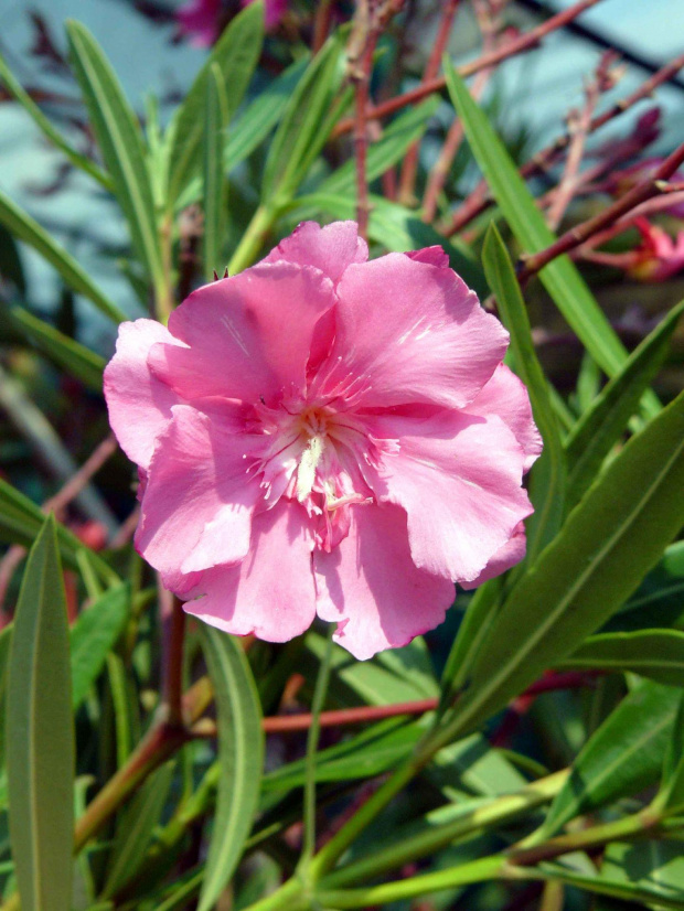 Oleander