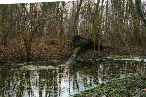 Park w Zimnowodzie
Powalone drzewo zatopione w starym stawie
marzec 2007