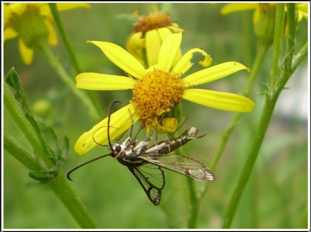 Pyropteron trannuliformis (Frayer , 1843) . Miejsce : obok torów kolejowych . Miejscowość : Piaski Wielkopolskie .