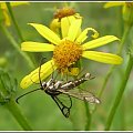 Pyropteron trannuliformis (Frayer , 1843) . Miejsce : obok torów kolejowych . Miejscowość : Piaski Wielkopolskie .