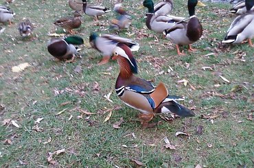 Mandarynka #ptaki #kaczki #mandarynki