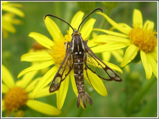 Pyropteron trannuliformis (Frayer , 1843) . Miejsce : obok torów kolejowych . Miejscowość : Piaski Wielkopolskie .