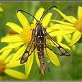 Pyropteron trannuliformis (Frayer , 1843) . Miejsce : obok torów kolejowych . Miejscowość : Piaski Wielkopolskie .