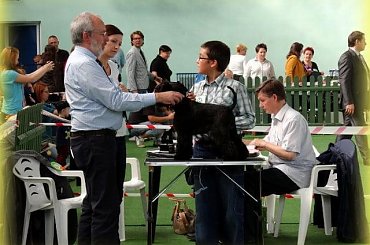 #champion #pies #sznaucer #wystawy #zibi