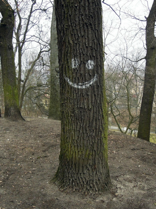 Uśmiechnij się (Bydgoszcz) #drzewa #przyroda #uśmiech