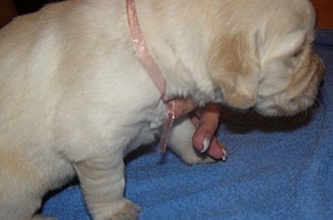 :) mała Duka :) #GoldenRetrieverSzczeniakSuka