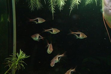 moje akwa... #akwarium #krewetki #helena