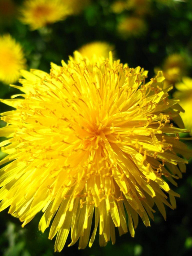 #kwiat #łąka #żółty #przyroda