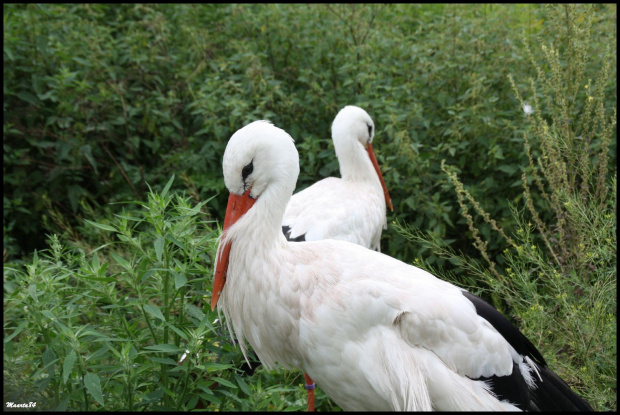 W poznańskim zoo