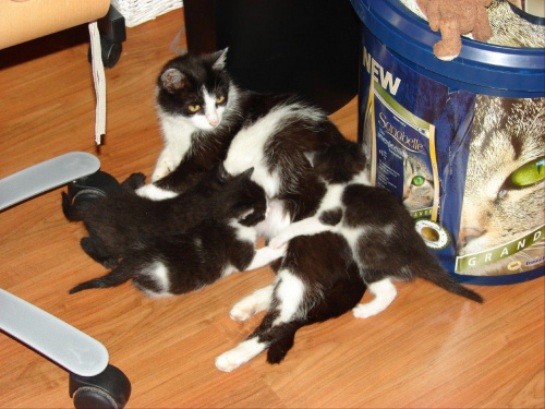 Citka-koteczka Renatki wraz z uratowanym potomstwem