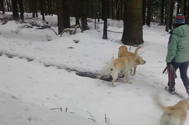 #galeria #Homer #labrador #pies #zdjęcia