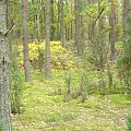 Kampinoski Park Narodowy #KampinoskiParkNarodowy #las #drzewa