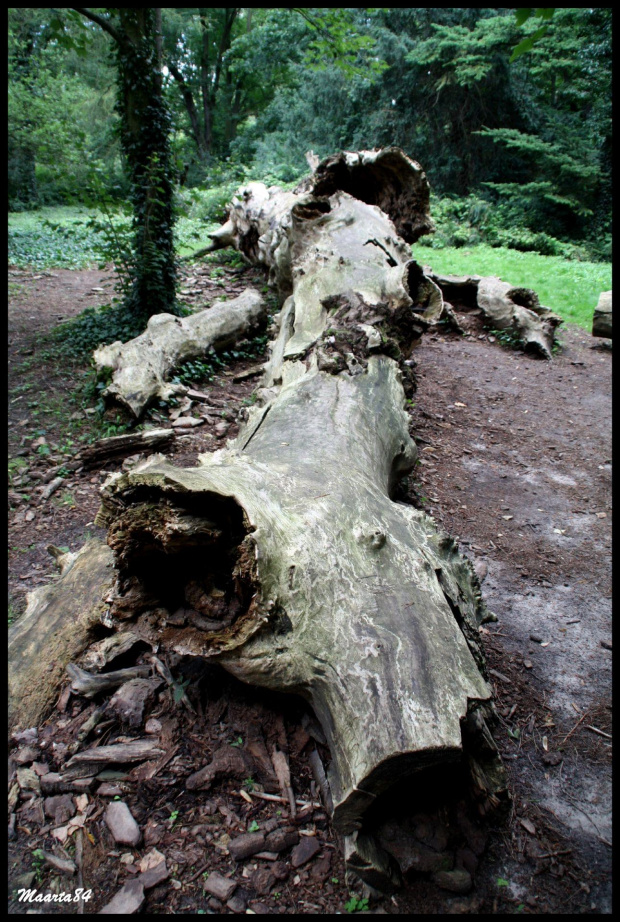 Arboretum w Kórniku