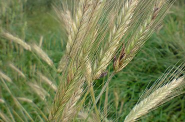 #zboże #kłos #macro #makro