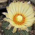 Astrophytum asterias