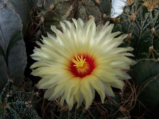 Astrophytum senile