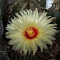 Astrophytum senile