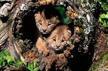 słodziaki ;) #zwierzęta #fajne