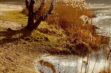 zima nad stawem #staw #zima #styczen #brzozy #slonce