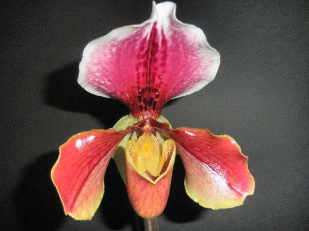 Paphiopedilum