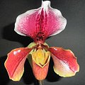 Paphiopedilum