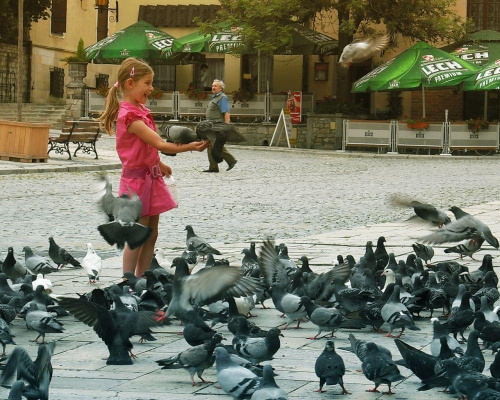 dziewczynka karmiąca gołębie. rynek; sandomierz. #dziewczynka #gołębie #rynek #sandomierz