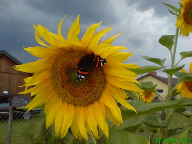 #słonecznik #motyl