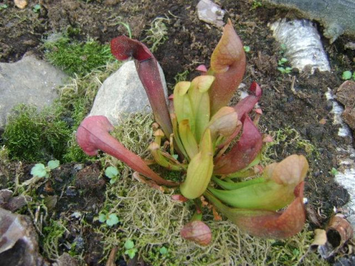 Sarracenia Swaniana