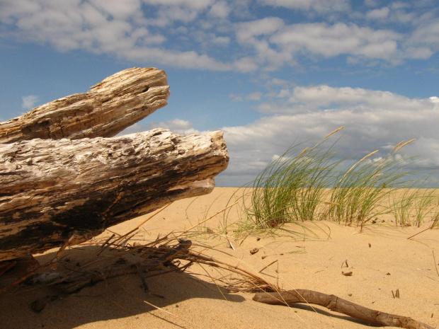 lato nad morzem #lato #wakacje #plaża #morze #pisasek #drzewo