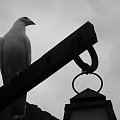 poczekam na lepsze Fotosikowe czasy #ptaki #gołębie