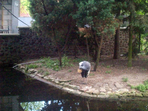 Żuraw koroniasty #warszawa #zoo #zwierzęta
