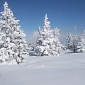 Pięknie ubrane świerki :) #Karkonosze #zima #śnieg #Śnieżka