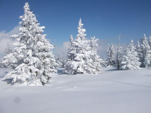 Pięknie ubrane świerki :) #Karkonosze #zima #śnieg #Śnieżka