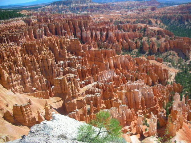 Skaly sobie wyrosly. Bryce Canyon National Park.