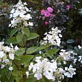 Hydrangea paniculata 'Darlido' DART'S LITTLE DOT
(Hortensja bukietowa) 'Darlido' DART'S LITTLE DOT