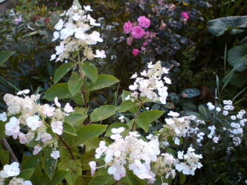 Hydrangea paniculata 'Darlido' DART'S LITTLE DOT
(Hortensja bukietowa) 'Darlido' DART'S LITTLE DOT