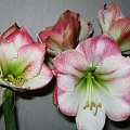 Hippeastrum Apple Blossom