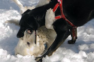 zabawy na śniegu #zwierzęta #psy #pies #GoldenRetriver