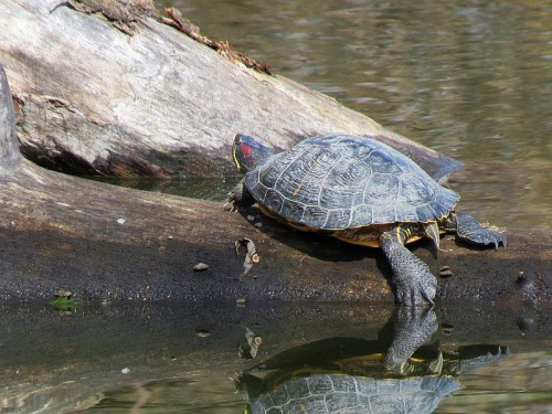 Amerykański żółw czerwonolicy (gatunek inwazyjny) w parkowym stawie