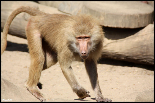 Z warszawskiego zoo