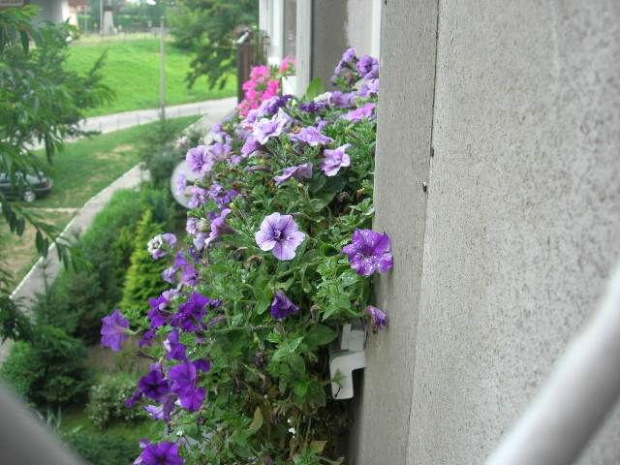 Kwiatki na parapecie okiennym #blok #okna #kwiaty #parapet