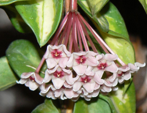 hoya carnosa tricolor kwiat