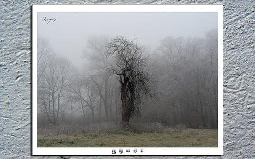 ghost #jabłoń #drzewo #mgła #ghost #duch