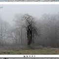 ghost #jabłoń #drzewo #mgła #ghost #duch