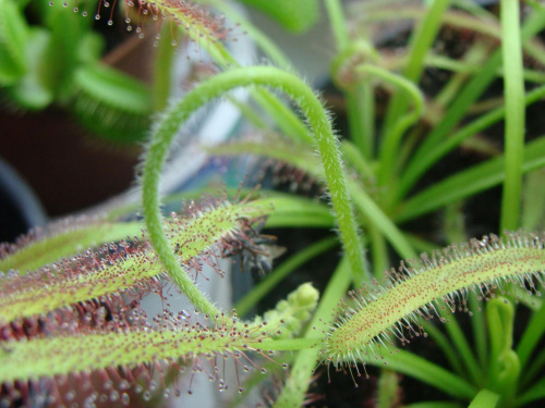 Drosera capensis typical